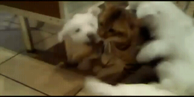 사이 좋은 개와 고양이.gif | 인스티즈