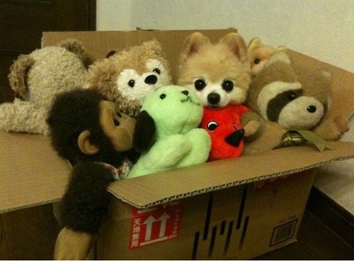 너무나 이쁜강아지 슌스케 | 인스티즈