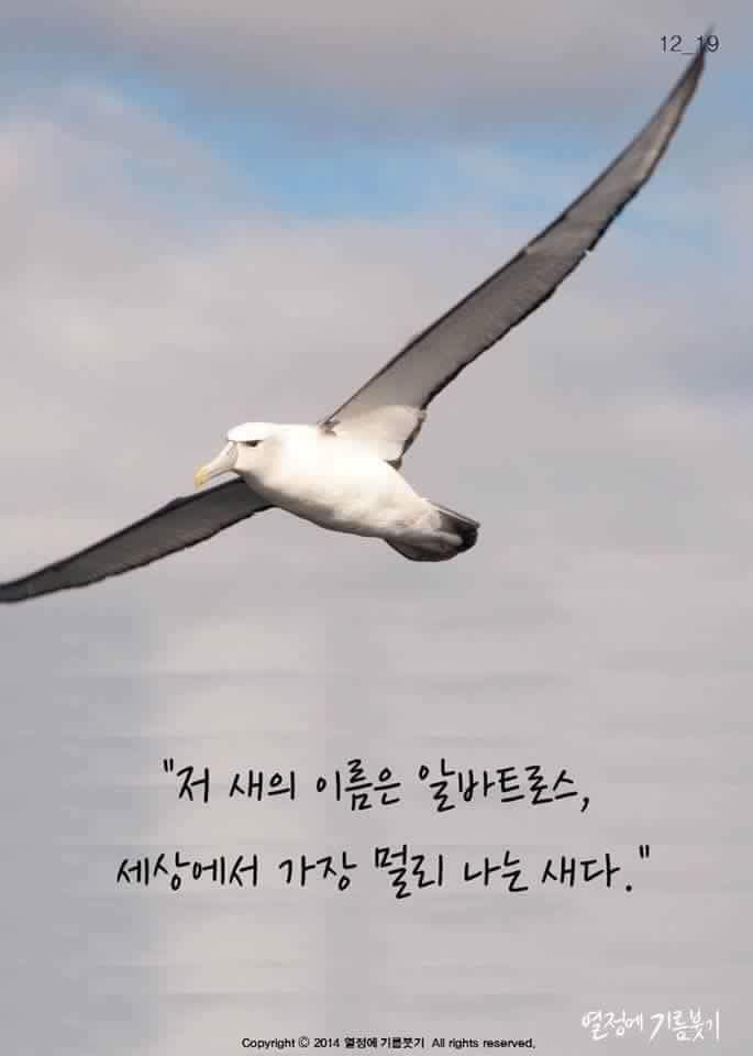 날개가 너무 커서 날지 못하는 새 | 인스티즈