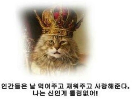 개와 고양이의 생각의차이 | 인스티즈
