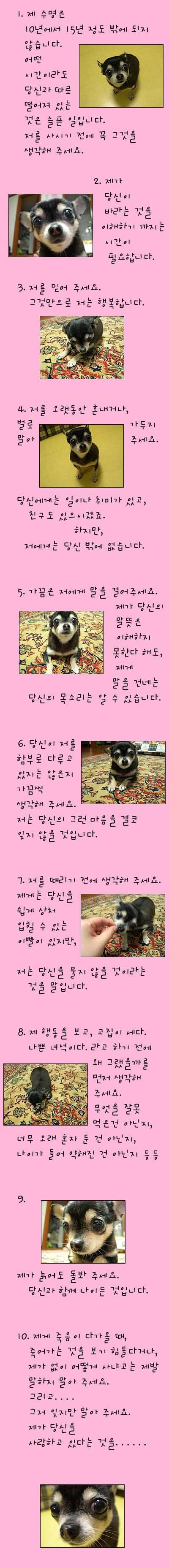 강아지가 버려질때의 심리.jpg (+ 실제 버려지는 강아지 영상) | 인스티즈