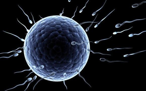 다른 녀석이 먹었으면 하는 악마의 열매 | 인스티즈