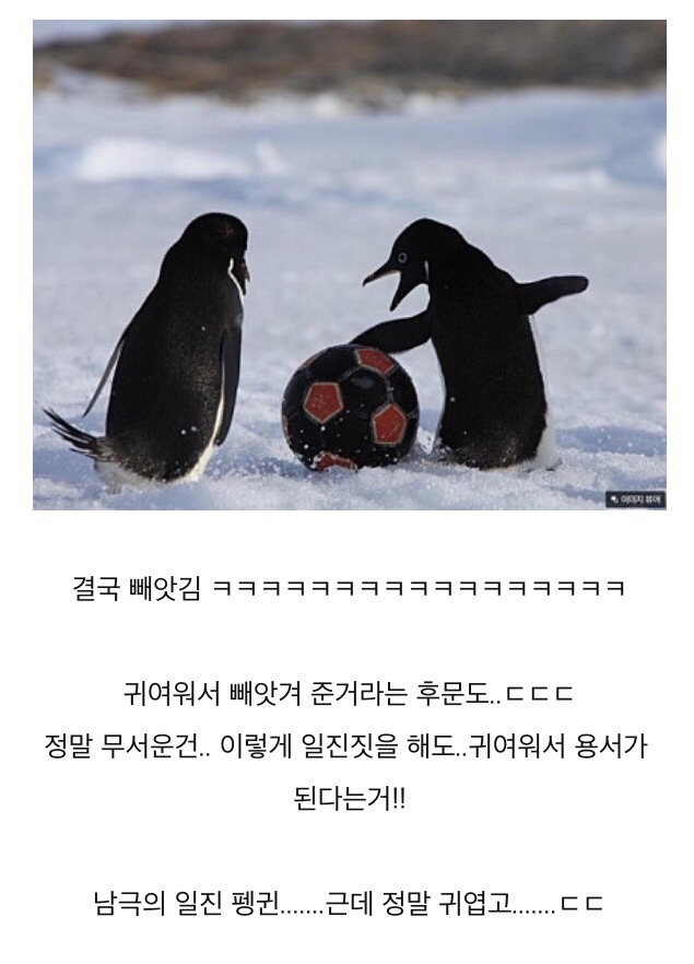 흔한 남극의 일진.jpgif | 인스티즈
