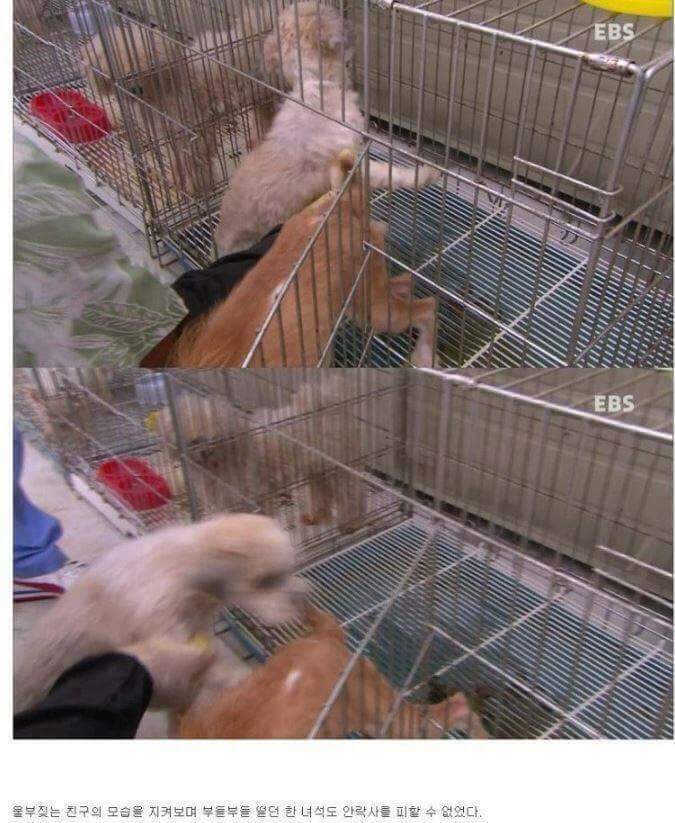 나는 아직 살수 있는데 왜 죽으라하나요 | 인스티즈