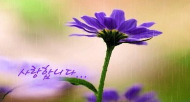 이*보 이미지