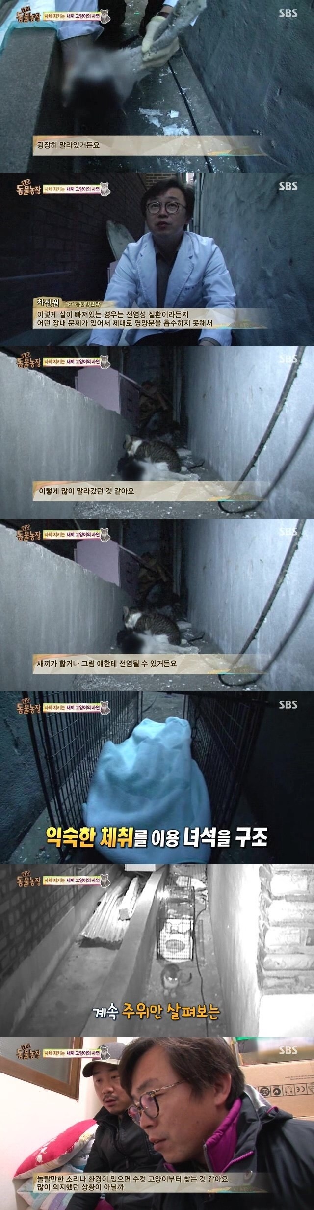 양아버지를 잃은 고양이ㅠㅠ | 인스티즈