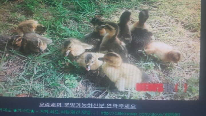청산오리 이미지