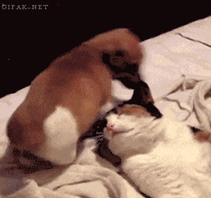 냥아치 gif | 인스티즈