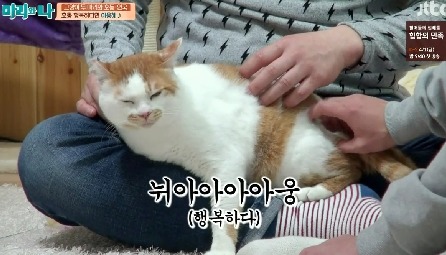 [마리와나] 뚱보냥 호동이 다이어트 시키기 (feat.먼지) | 인스티즈