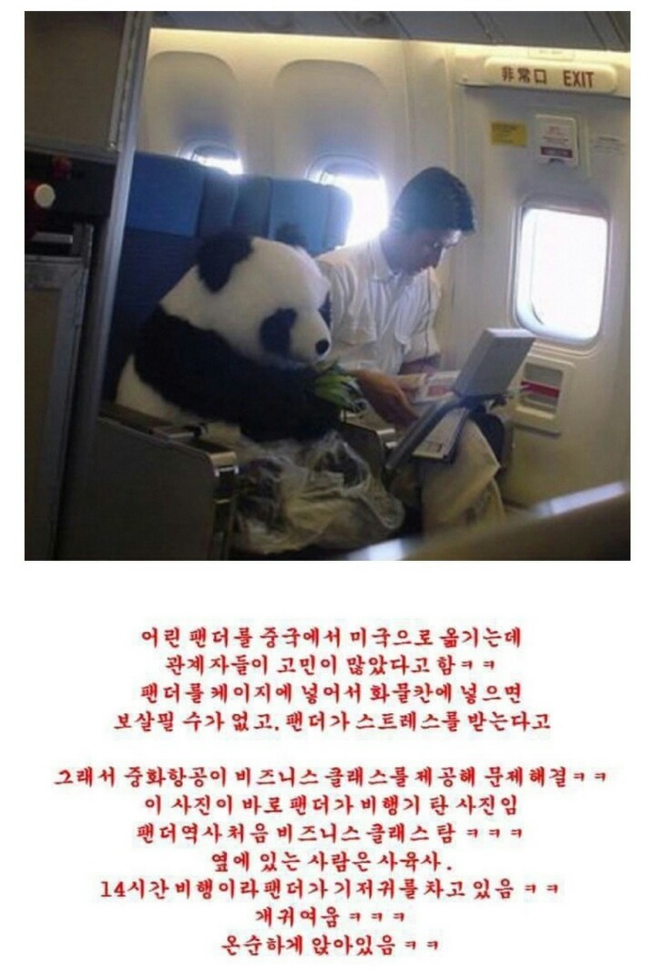 팬더의 미친 귀여움 | 인스티즈