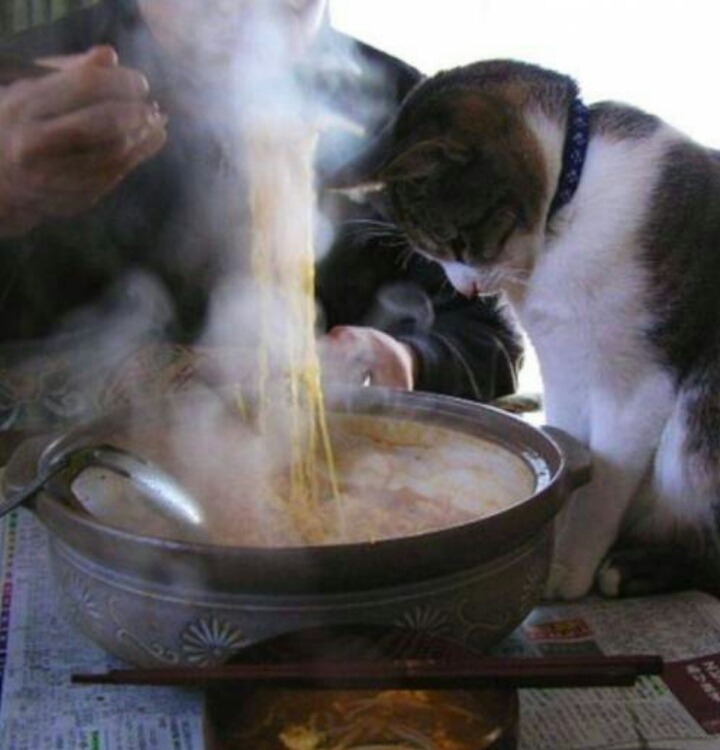 사람과 교감하는 고양이.jpg | 인스티즈