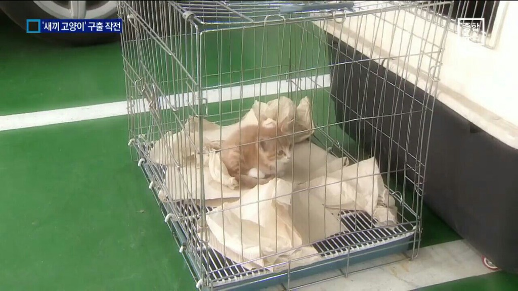 새끼 고양이 구출 작전.jpgif | 인스티즈