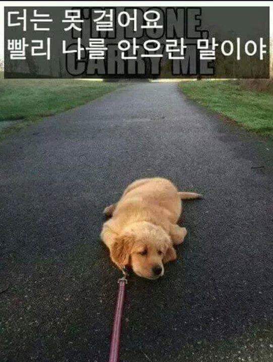 강아지를 키우는 이유 | 인스티즈