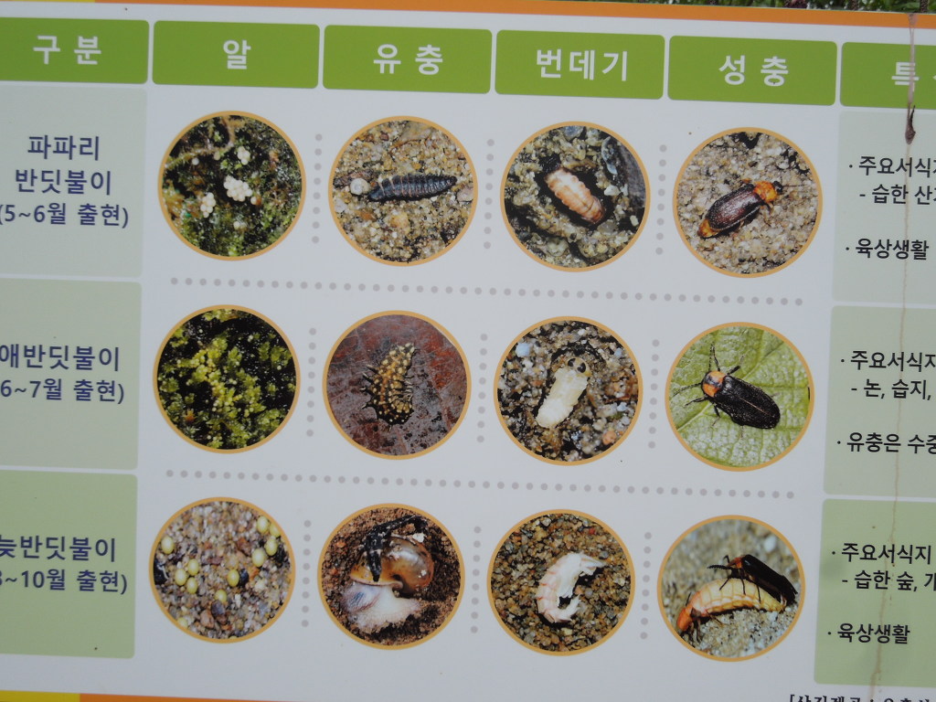 보은달 이미지