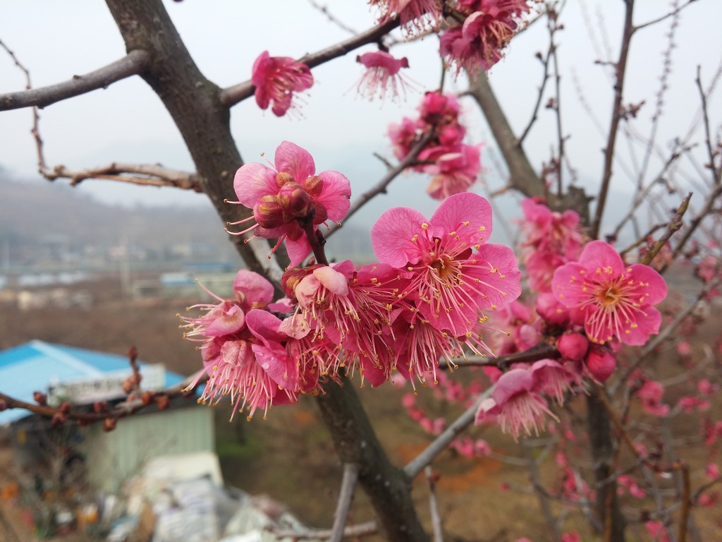꽃길 이미지