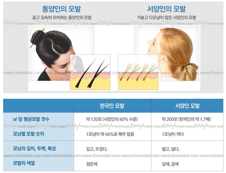 서양인 동양인 모발 차이 | 인스티즈