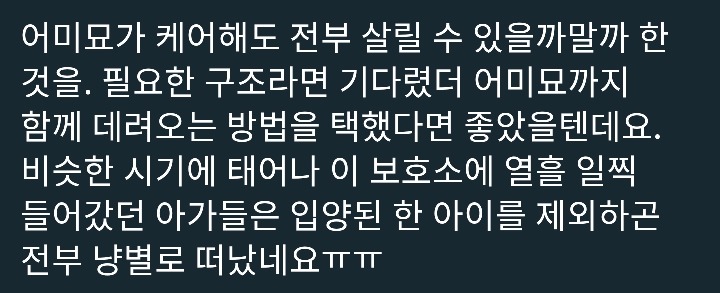 아기길냥이 구조를 함부로 하면 안되는 이유 | 인스티즈