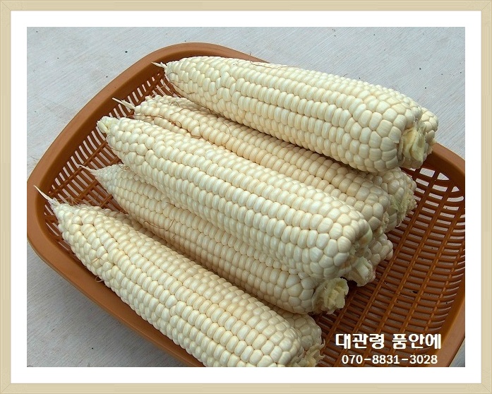 대관령농산물판매 이미지