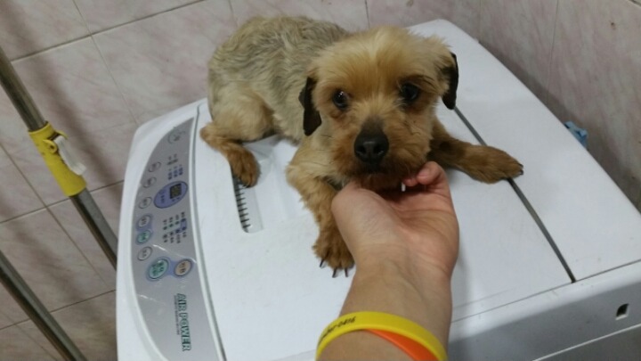 유기견에 대한 이야기 | 인스티즈