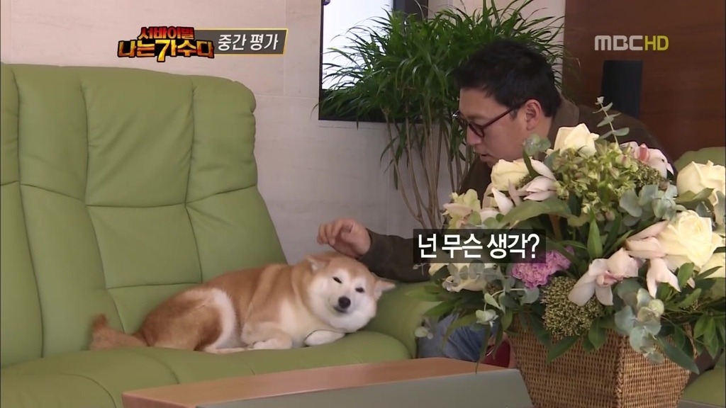 귀여운 시바견 + 이소라네 시바견.jpg | 인스티즈