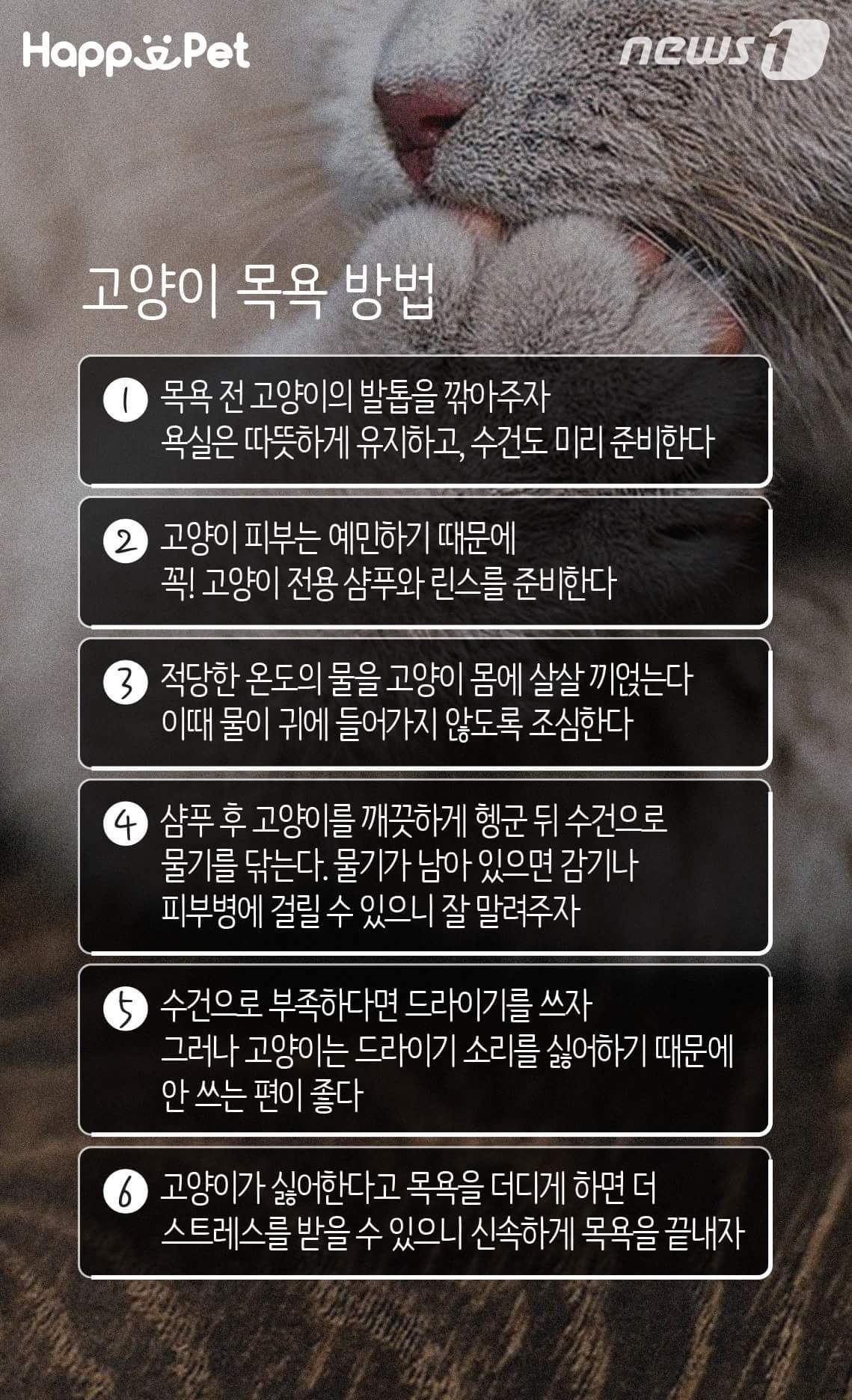 고양이가 목욕을 싫어하는 이유 | 인스티즈