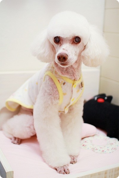 몽실이 이미지
