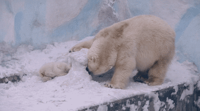 엄마 놀아주세요~(북극곰) | 인스티즈