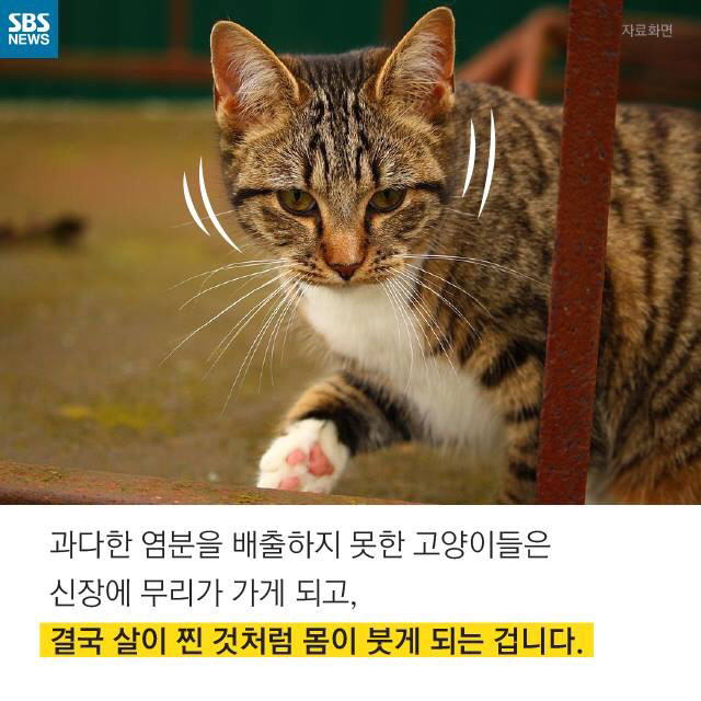 길고양이가 뚱뚱한 이유 | 인스티즈