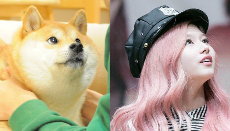 시바견이 사나인지 사나가 시바견인지 | 인스티즈