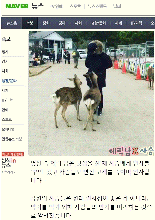 싸우다가 엉키기까지 해서 사람이 도와줌;ㄷㄷㄷ.gif | 인스티즈