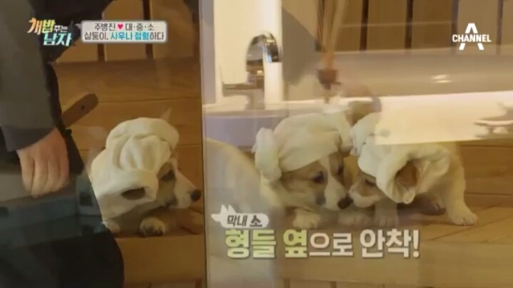 [개밥주는남자] 웰시코기 삼둥이 대중소의 일상.jpg | 인스티즈