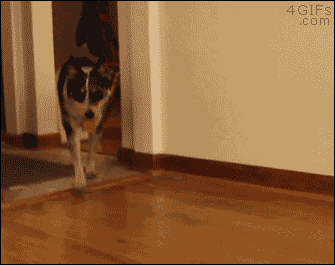 친구를 집에 데려온 멍멍이.gif | 인스티즈