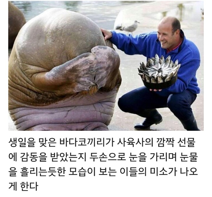 사육사에게 생일선물을 받고 감동한 바다코끼리 | 인스티즈