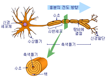 뉴런 이미지