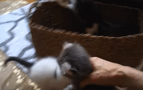 특이한 곳에 털이 자라는 까칠한 매력의 고양이 | 인스티즈