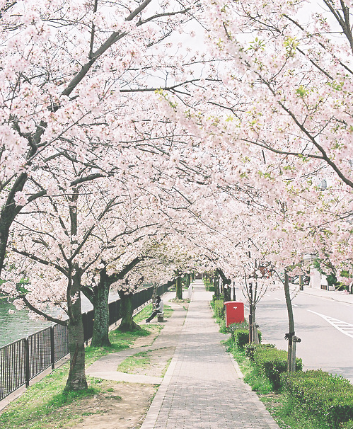  일본의 봄 분위기 vs 여름 분위기 | 인스티즈