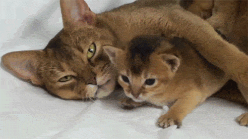 엄마고양이와 아기고양이.jpgif | 인스티즈