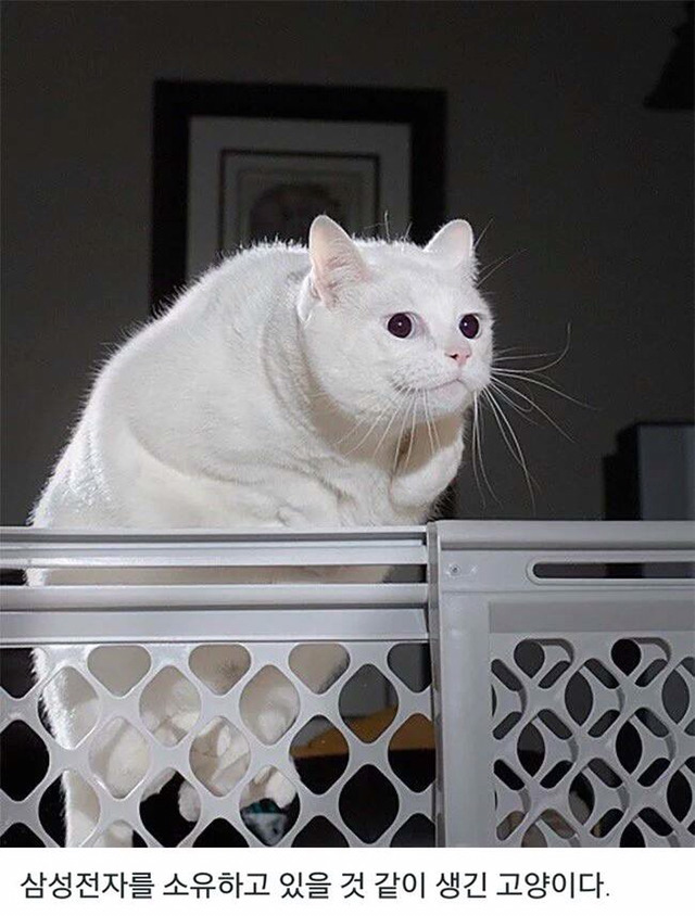 고양이의 생김새가 낯설지 않다 | 인스티즈