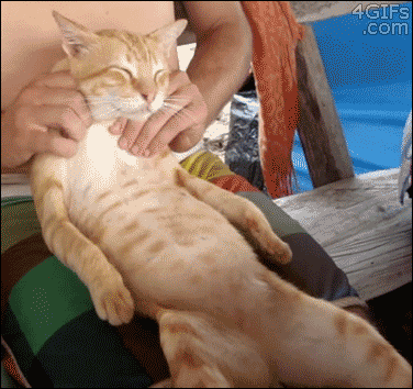 나른함과 귀찮음을 보여주는 고양이들 .gif | 인스티즈