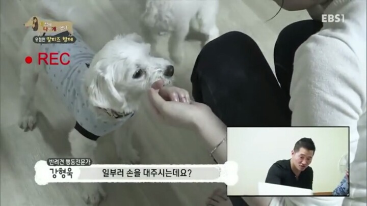 [세나개] 공격적인 반려견이 되는 이유 1부.jpg | 인스티즈
