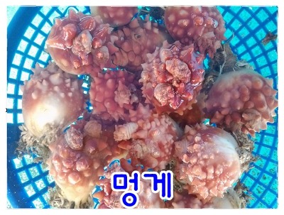 통영우럭 이미지