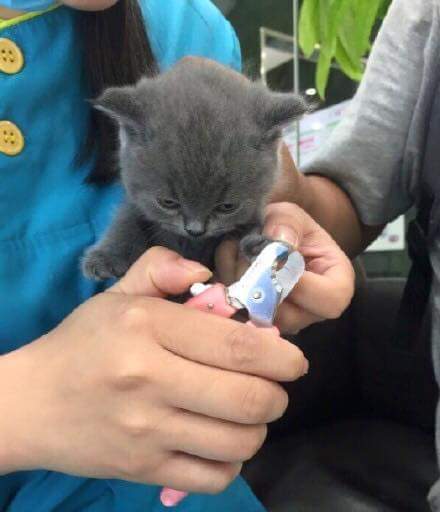 발톱 깍는다고 화난 애기 냥이 | 인스티즈