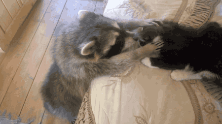 귀여운 고양이다.GIF | 인스티즈