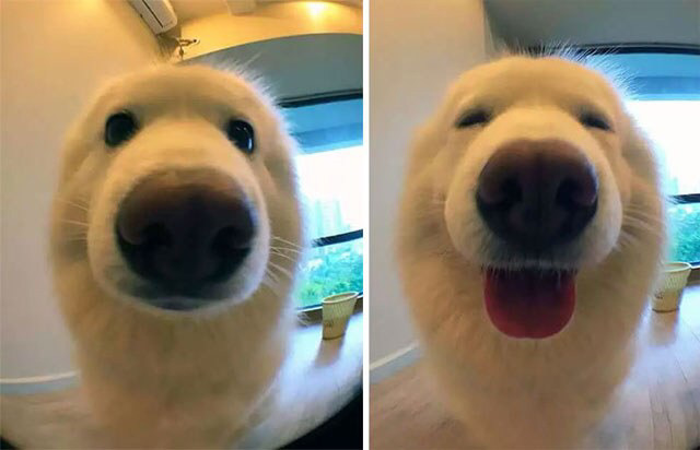 쥬잉쥬잉 이거봐봐!! 나 댕댕이 바바!! | 인스티즈