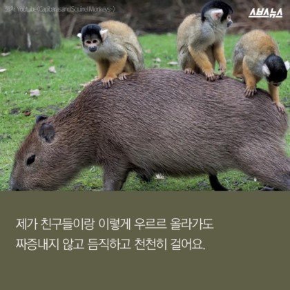 동물들중에 제일 친화력 좋은 친구 '카피바라' | 인스티즈