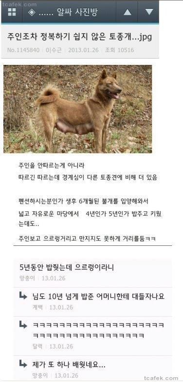 쉽게 길들일수 없는 개 | 인스티즈