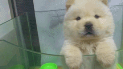 곰같이 생긴 귀여운 댕댕이 | 인스티즈