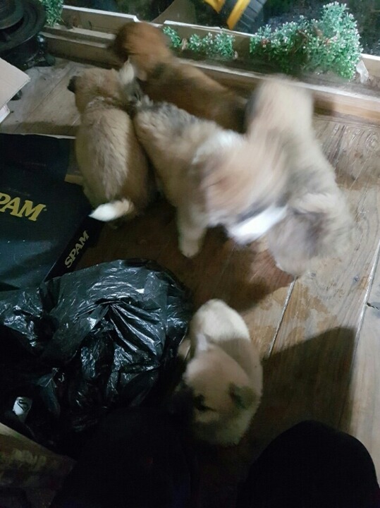 산에서 댕댕이를 대량으로 구조한 어느 인벤 유저 | 인스티즈