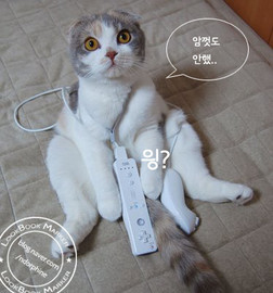 손블리 이미지