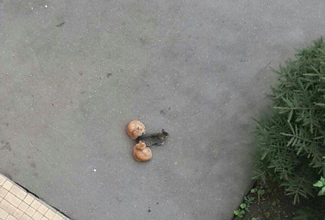 고양이 고추 | 인스티즈